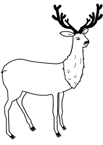 Deer From Elk Coloring Page